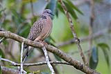 Spotted Dove